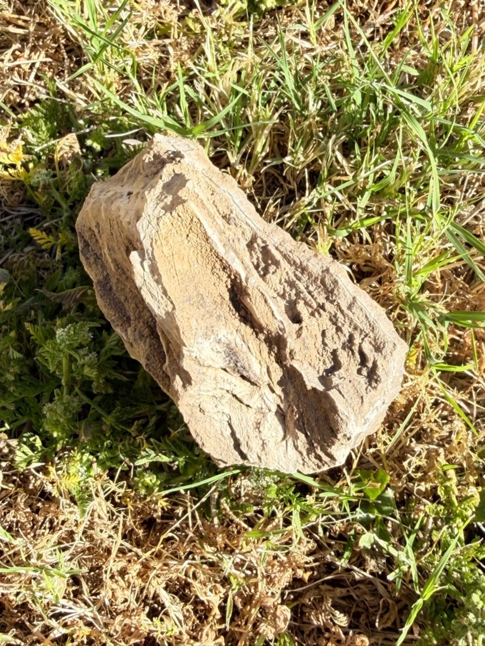 Natural Rough Petrified Wood New Mexico Tan Specimen Gold Quartz UV 5”x4” 1.2 lb